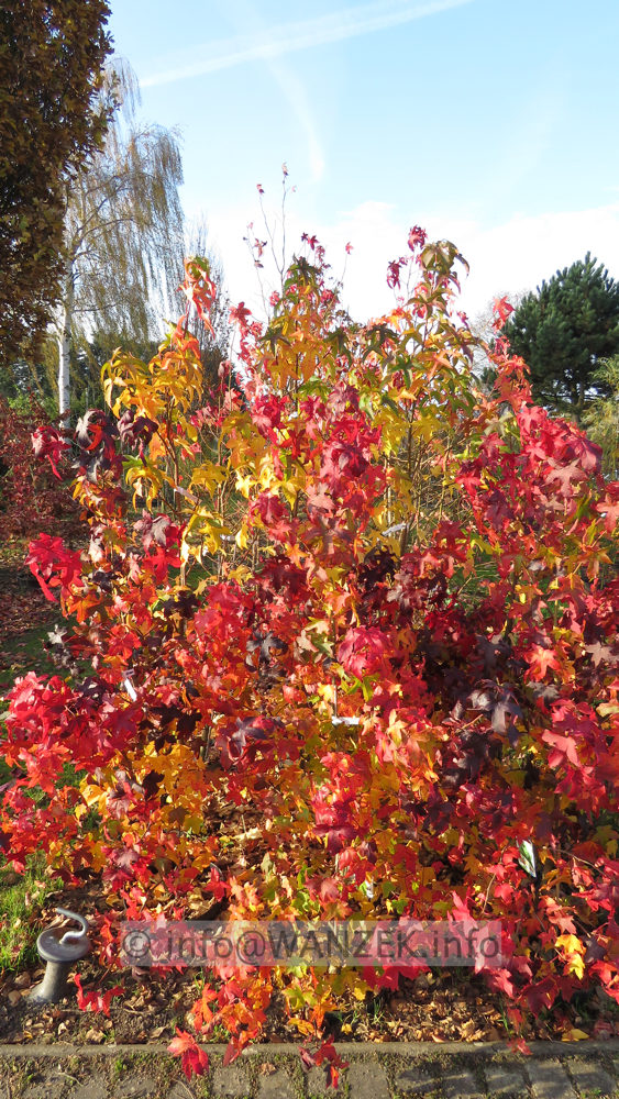 Liquidambar styraciflua Autumn Color 02.JPG